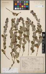 Foto von Salix starkeana Willd.